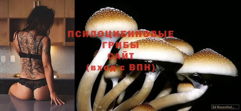 купить   Донецк  blacksprut ONION  дарк нет как зайти  Галлюциногенные грибы Magic Shrooms 